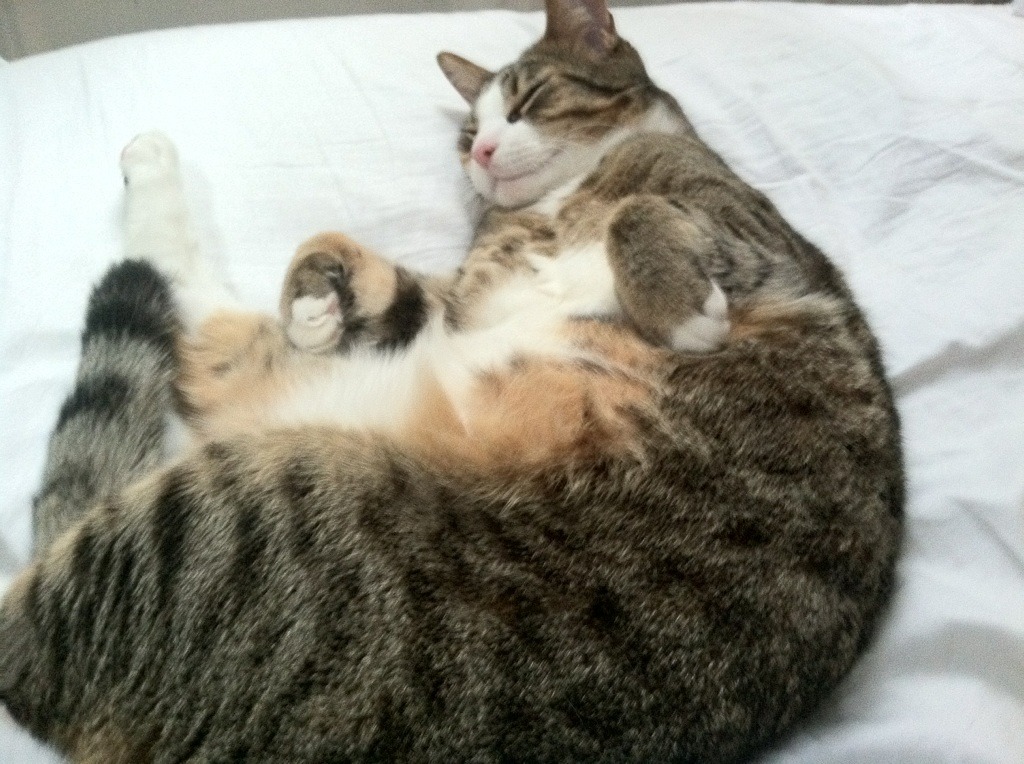 AYX体育-中国足协成立裁判学院，提升执法水平，足球裁判协会