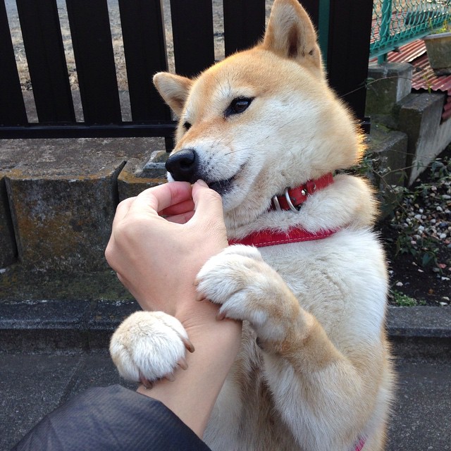 爱游戏体育平台-卢卡库转会国际米兰，重返意甲，卢卡库转会经历